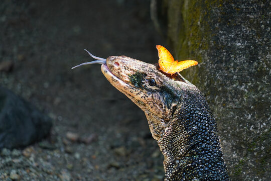 Varan mit Schmetterling auf dem Kopf