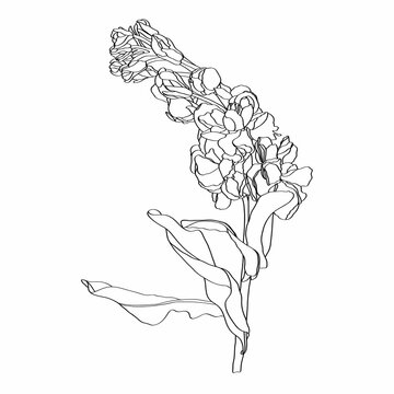 Matthiola incanaline illustration. Illustration of gillyflower. Hand drawn medicinal herbs. Isolated plant for design, prints, label.