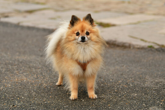 Pomeranian portrait dog. The orange fluffy dog
