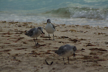 gaviotas 2