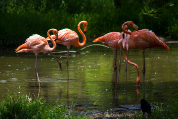 flamingos