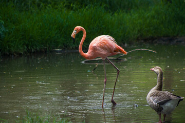 flamingo y ganzo