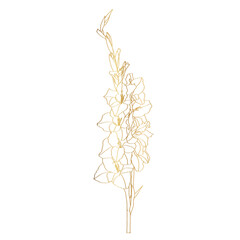 Obraz premium Hand-draw line golden gladiolus flower. Great for wedding invitation and greeting cards or logo design.