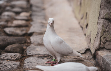 Pigeons wondering around, looking for something