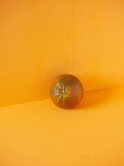 Navel Chocolate orange, citrus sinensis. Whole isolated piece on orange background.