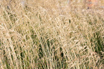 Deschampsia cespitosa. the plant is used in landscape design.