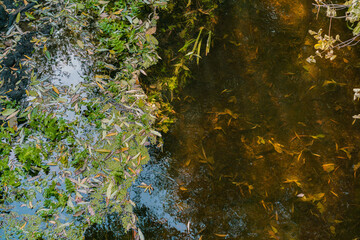 Very clean small river near green plants in autumn. Leaves. Scenery. Sunlight. Morning. Flora. Holiday. Shore. Sky. Wood. Environment. Spring. Tour Tourism. Vale. Flow. Leaf. Village