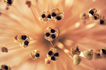 Close up of dried out Allium seed head with depth perspective. Floral card.