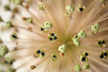 Close up of dried out Allium seed head with depth perspective. Fruiting umbels of the onion Allium Giganteum flower with seeds. - obrazy, fototapety, plakaty