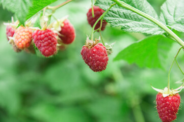 raspberry on a green bush. juicy red berry in the garden. the concept of growing raspberries.