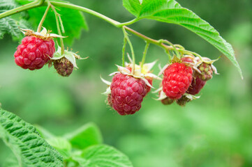 raspberry on a green bush. juicy red berry in the garden. the concept of growing raspberries.