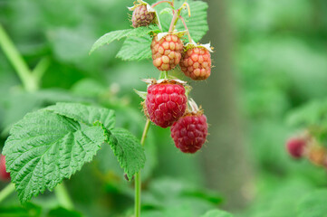 raspberry on a green bush. juicy red berry in the garden. the concept of growing raspberries.