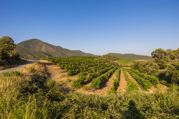 Vue lors d'une fin de journée estivale sur les coteaux de vignes de Saint-Chinian à Roquebrun