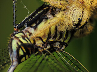 close-up spider caught a dragonfly