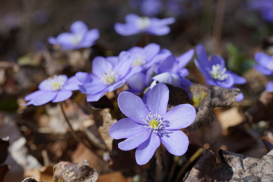 Leberbl&uuml;mchen im Laubwald