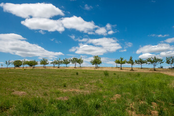 Apfelb&auml;ume auf Streuobstwiese im Kraichgau