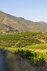 Fototapeta na wymiar Vue lors d'une fin de journée estivale sur les coteaux de vignes de Saint-Chinian à Roquebrun