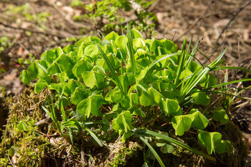 Klee (Trifolium)