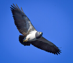 Black-chested Buzzard-Eagle in flight