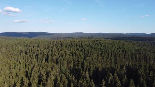 Drone footage of green forest. Landscape view over the forest