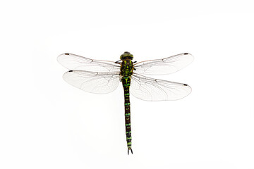 Green Snaketail dragonfly on a white background.