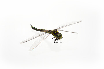 Green Snaketail dragonfly on a white background.