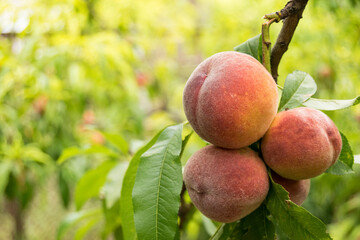 Peaches grow on the tree. Fruits are fresh, juicy, mature. Summer season, closeup.