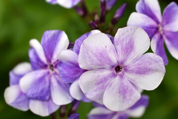 Purple-white flowers of Phlox paniculata Phlox paniculata close-up. Small purple flowers.