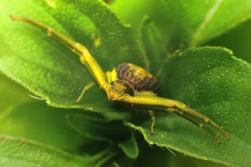 close-up of spider on leaf