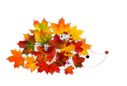 Symbolic autumnal silhouette of hedgehog from colorful autumn maple leaves and red berries on a white background with space for text. Top view, flat lay