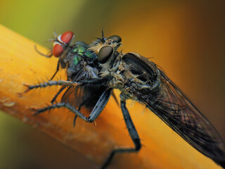 close-up of robber fly caught a fly