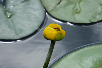 Spatterdock flower (Núphar lútea) on a pond in summer, selective focus, with space for an inscription, horizontal orientation.