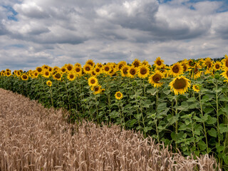 Obraz premium Sonnenblumen Feld im Kraichgau