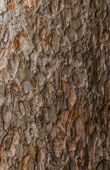Brown bark of the tree texture vertical