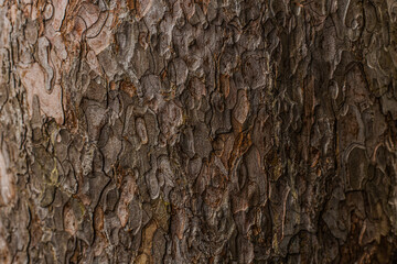 Brown bark of the tree texture horizontal