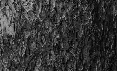 black and white texture of the tree bark