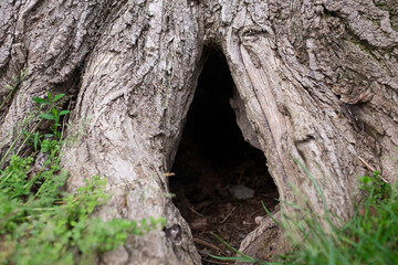Tree hollow. Close up view on damaged tree