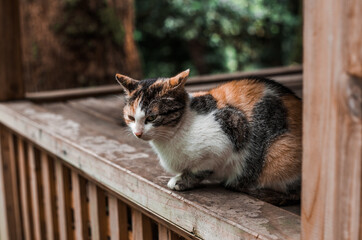 Tricolor domestic homeless cat sitting near the wooden house with green background