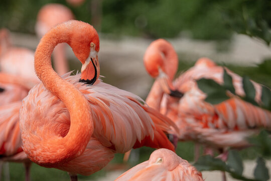 Flamingi w Zoo Ostrava