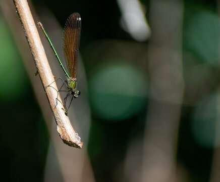 Close-up shot of Calopteryx haemorrhoidalis (Copper Demoiselle)