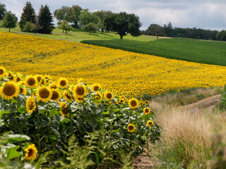 Sonnenblumenfeld im Kraichgau