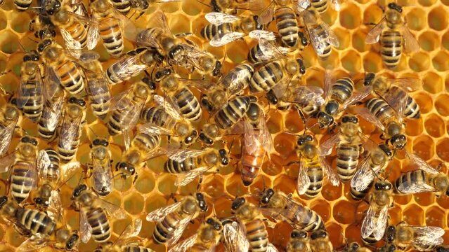 Queen bee lay eggs in the honeycomb. 
Bees stimulate the young queen bee to lay eggs.
