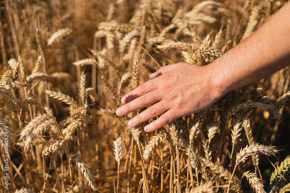 Wall mural Farmer's hands touch young wheat. Farmer's hands close-up. The concept of planting and harvesting a rich harvest. Rural landscape.