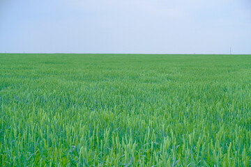 Field with unripe green ears wheat.