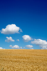 View with field of cereals and blue sky.