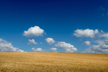 View with field of cereals and blue sky.
