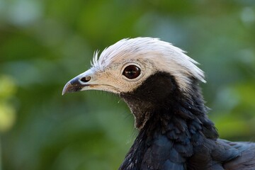 blue-throated piping guan