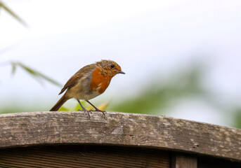Juvenile European robin bird "Erithacus rubecula" red orange breast feathers changing color. Perched on garden fence against blurred background. Dublin, Ireland