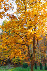 Fototapeta na wymiar Beautiful autumn landscape with yellow trees, green fir trees. Colorful foliage in the park. Autumn season concept