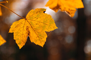 yellow maple leaves on a tree branch close-up. Walk through the autumn forest.